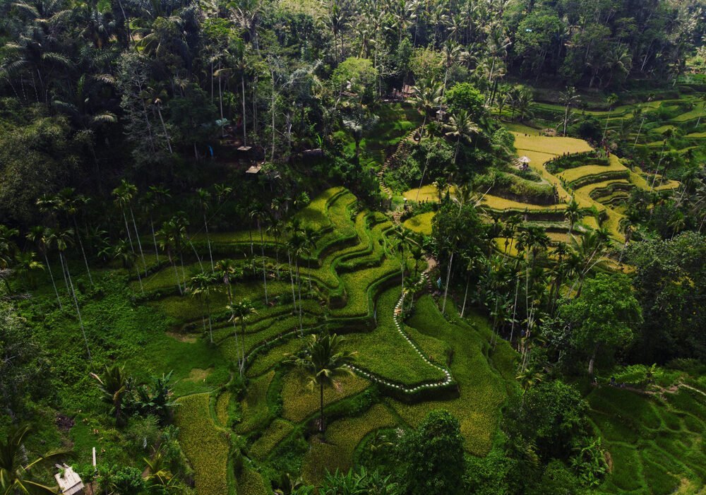 Aerial topdown panorama view of green Tegallalang rice terraces paddies field farm tourist attraction in Ubud Bali Indonesia South East Asia