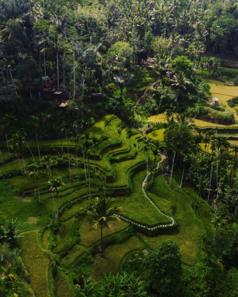 Aerial topdown panorama view of green Tegallalang rice terraces paddies field farm tourist attraction in Ubud Bali Indonesia South East Asia